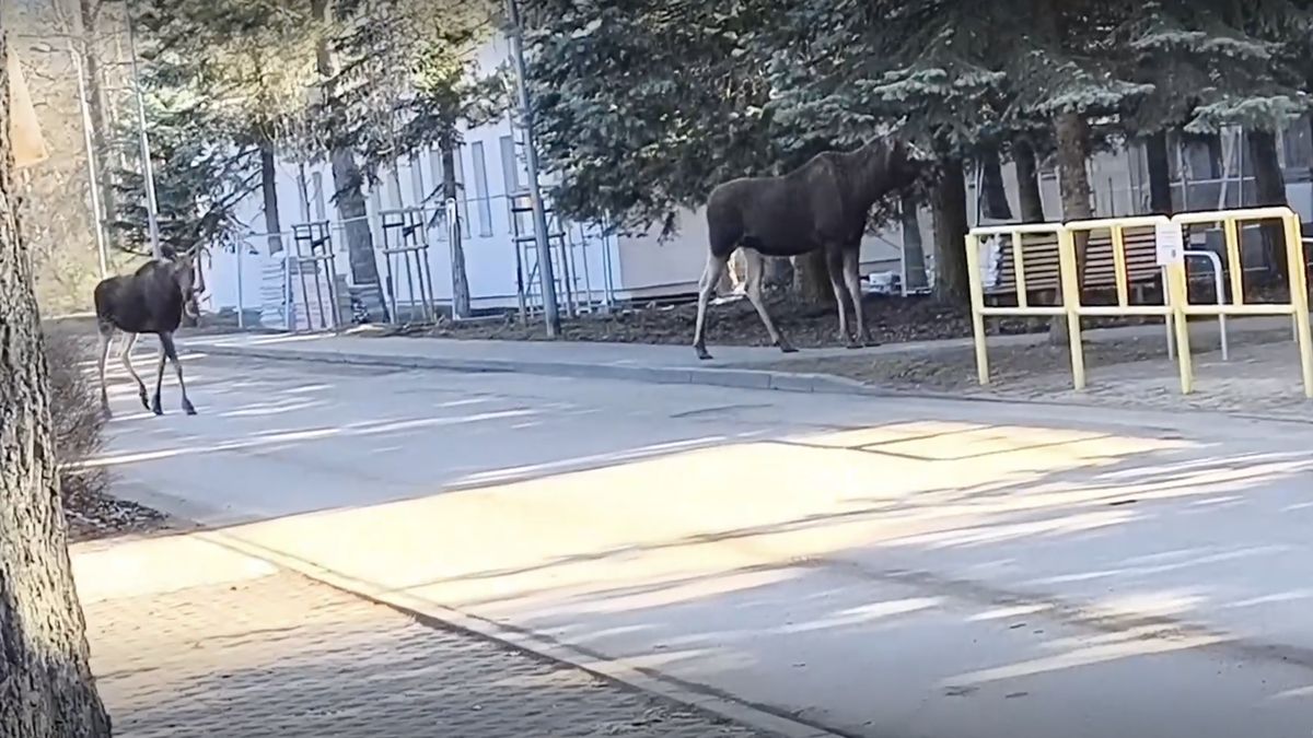 Ve varšavské čtvrti se procházel pár losů, fascinoval psy i lidi